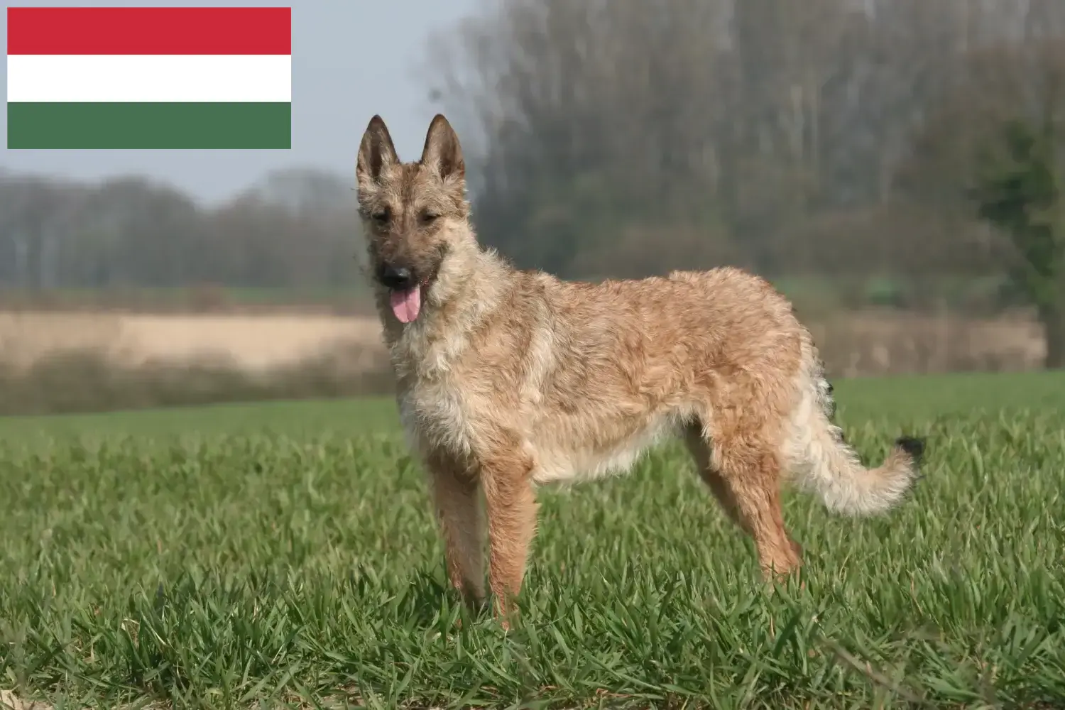 Scopri di più sull'articolo Allevatore di cani da pastore belga e cuccioli in Ungheria