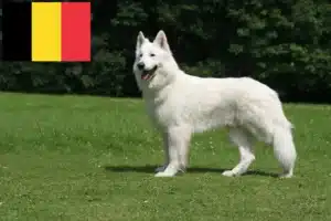 Scopri di più sull'articolo Allevatore di cani da pastore svizzero bianco e cuccioli in Belgio