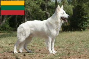 Scopri di più sull'articolo Allevatore di cani da pastore svizzero bianco e cuccioli in Lituania