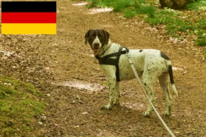 Scopri di più sull'articolo Allevatori e cuccioli di cani da ferma in Germania