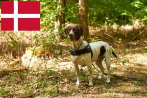 Scopri di più sull'articolo Allevatore di cani da ferma e cuccioli in Danimarca