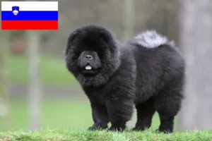 Scopri di più sull'articolo Allevatori e cuccioli di Chow Chow in Slovenia