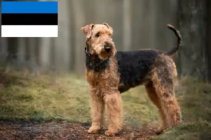 Scopri di più sull'articolo Allevatori di Airedale Terrier e cuccioli in Estonia