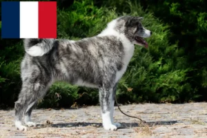Scopri di più sull'articolo Allevatori e cuccioli di Akita in Francia