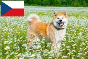 Scopri di più sull'articolo Allevatori di Akita e cuccioli in Repubblica Ceca