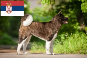 Scopri di più sull'articolo Allevatori di Akita e cuccioli in Serbia