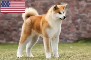 Scopri di più sull'articolo Allevatori di Akita e cuccioli negli USA