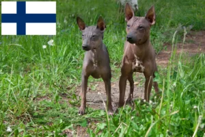 Scopri di più sull'articolo Allevatori di American Hairless Terrier e cuccioli in Finlandia