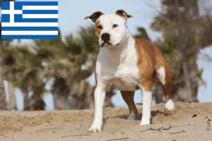 Scopri di più sull'articolo Allevatori di American Staffordshire Terrier e cuccioli in Grecia