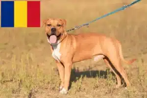 Scopri di più sull'articolo Allevatori di American Staffordshire Terrier e cuccioli in Romania