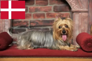 Scopri di più sull'articolo Allevatori e cuccioli di Australian Silky Terrier in Danimarca