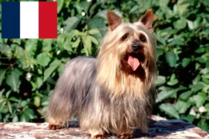 Scopri di più sull'articolo Allevatori di Australian Silky Terrier e cuccioli in Francia
