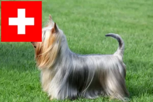 Scopri di più sull'articolo Allevatori di Australian Silky Terrier e cuccioli in Svizzera