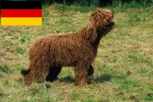 Scopri di più sull'articolo Allevatori di Barbet e cuccioli in Germania