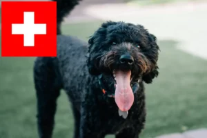 Scopri di più sull'articolo Allevatori di Barbet e cuccioli in Svizzera