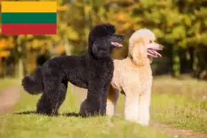 Scopri di più sull'articolo Allevatori di Barboncini e cuccioli in Lituania