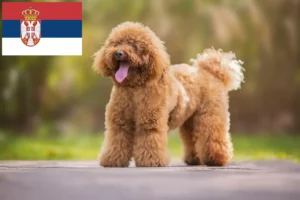 Scopri di più sull'articolo Allevatori di barboncini e cuccioli in Serbia