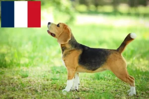 Scopri di più sull'articolo Allevatori di Beagle e cuccioli in Francia