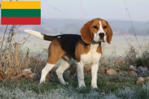 Scopri di più sull'articolo Allevatori di Beagle e cuccioli in Lituania