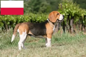 Scopri di più sull'articolo Allevatori di Beagle e cuccioli in Polonia