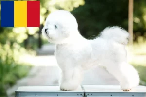 Scopri di più sull'articolo Allevatori di Bichon Frisé e cuccioli in Romania