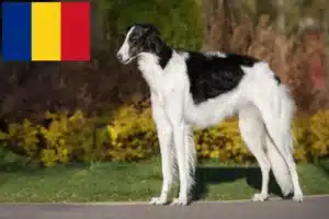 Scopri di più sull'articolo Allevatori di Borzoi e cuccioli in Romania