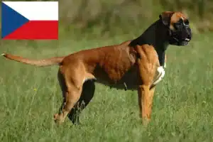 Scopri di più sull'articolo Allevatori di Boxer e cuccioli in Repubblica Ceca
