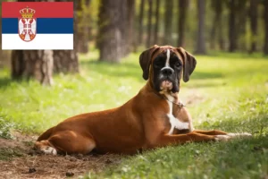 Scopri di più sull'articolo Allevatori di Boxer e cuccioli in Serbia