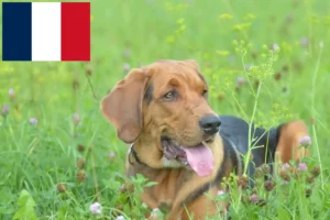 Scopri di più sull'articolo Allevatori di Bracke polacchi e cuccioli in Francia