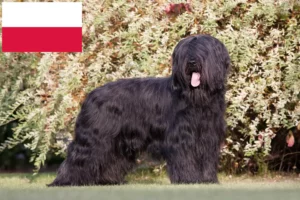 Scopri di più sull'articolo Allevatori e cuccioli di Briard in Polonia
