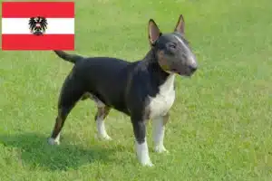 Scopri di più sull'articolo Allevatori di Bull Terrier in miniatura e cuccioli in Austria
