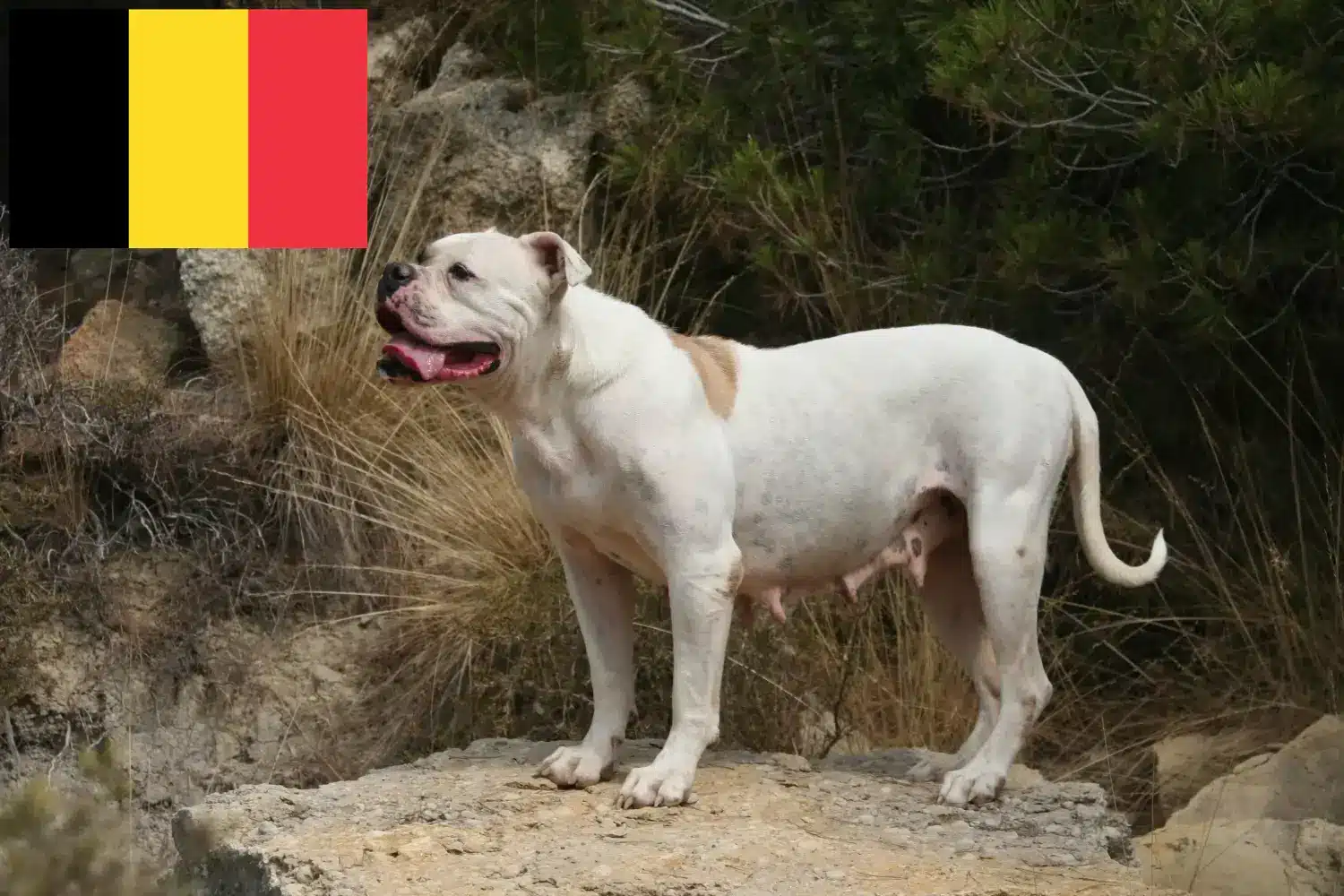 Cuccioli di Bulldog americano e allevatori Belgio Trova gli allevatori di American Bulldogs in Belgio.