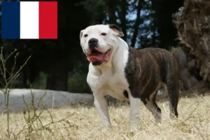 Scopri di più sull'articolo Allevatori e cuccioli di American Bulldog in Francia