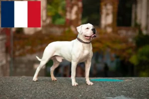 Scopri di più sull'articolo Allevatori e cuccioli di American Bulldog a Réunion