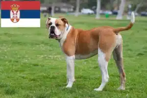 Scopri di più sull'articolo Allevatori e cuccioli di American Bulldog in Serbia