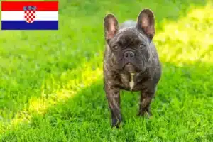 Scopri di più sull'articolo Allevatori di Bulldog francesi e cuccioli in Croazia