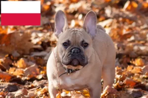 Scopri di più sull'articolo Allevatori di Bulldog francesi e cuccioli in Polonia