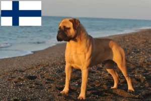 Scopri di più sull'articolo Allevatori di Bullmastiff e cuccioli in Finlandia
