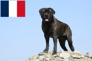 Scopri di più sull'articolo Allevatori e cuccioli di Bullmastiff in Francia