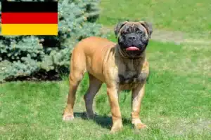 Scopri di più sull'articolo Allevatori di Bullmastiff e cuccioli in Germania