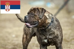 Scopri di più sull'articolo Allevatori di Bullmastiff e cuccioli in Serbia