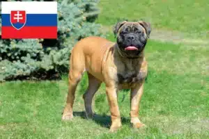 Scopri di più sull'articolo Allevatori di Bullmastiff e cuccioli in Slovacchia