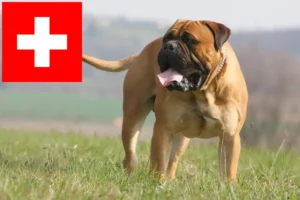 Scopri di più sull'articolo Allevatori di Bullmastiff e cuccioli in Svizzera