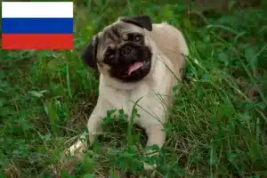 Scopri di più sull'articolo Allevatori di carlini e cuccioli in Russia