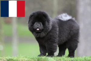Scopri di più sull'articolo Allevatori e cuccioli di Chow-Chow in Francia