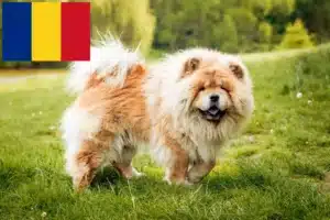 Scopri di più sull'articolo Allevatori e cuccioli di Chow-Chow in Romania