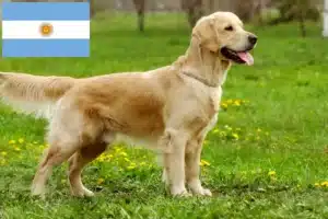 Scopri di più sull'articolo Allevatori di Golden Retriever e cuccioli in Argentina