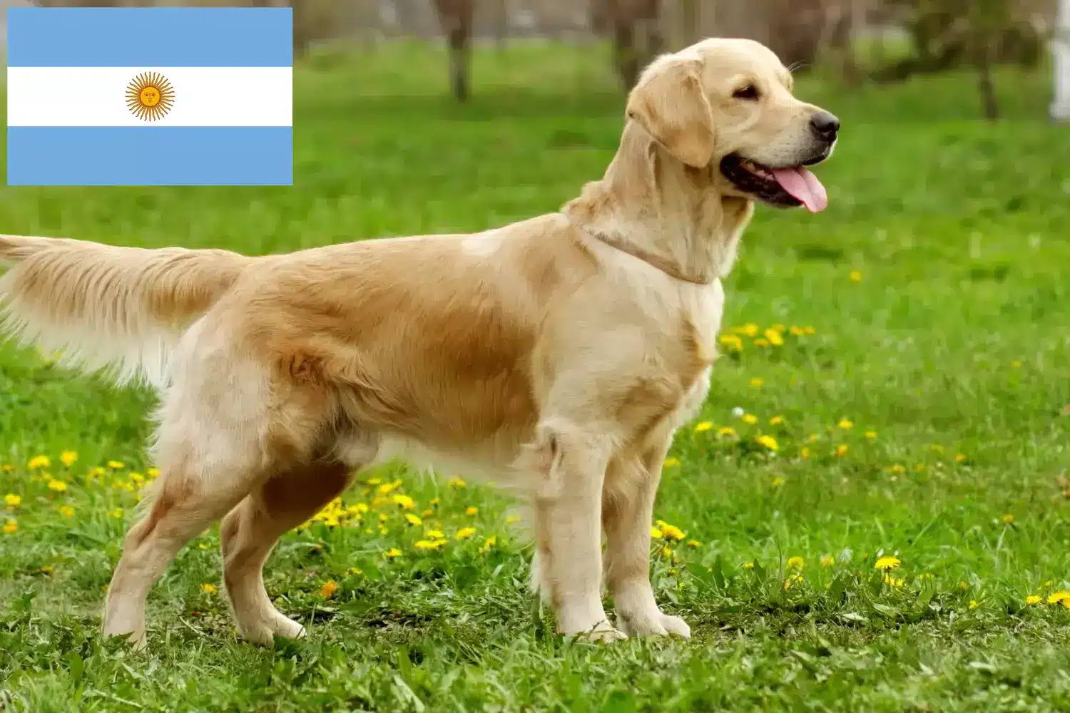 Cuccioli di Golden Retriever e allevatori Argentina Qui potete trovare gli allevatori di Golden Retriever in Argentina.