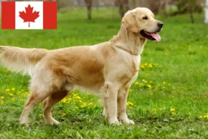 Scopri di più sull'articolo Allevatori di Golden Retriever e cuccioli in Canada