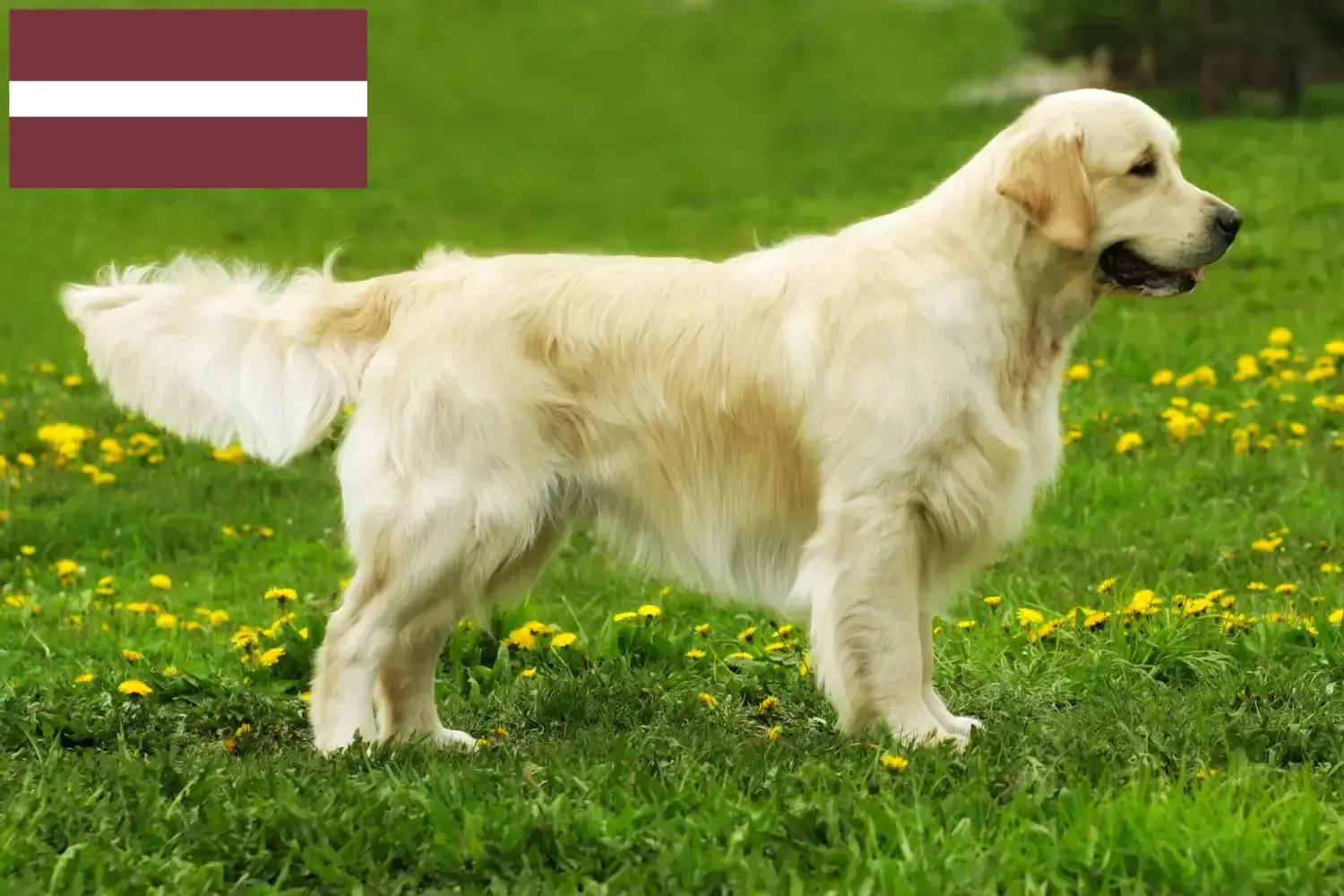 Cuccioli di Golden Retriever e allevatori Lettonia Qui potete trovare gli allevatori di Golden Retriever in Lettonia.